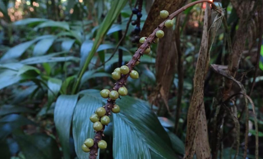 Monitoramento da flora na Ponte de Guaratuba visa melhorias e preservação