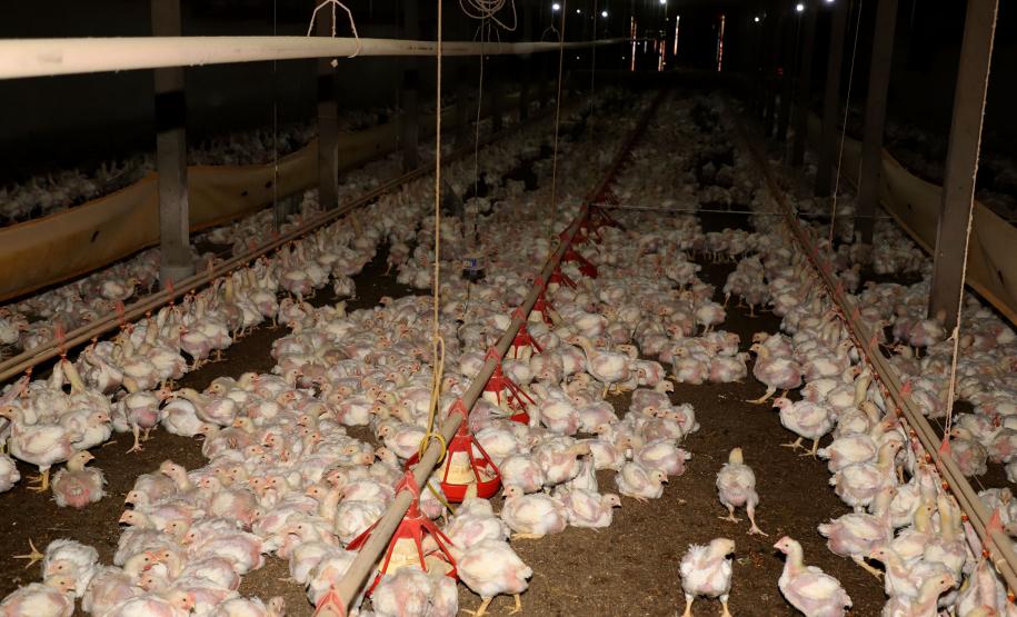 VBP Agropecuário do Paraná cresce 11% em 2023 e alcança R$ 197,8 bilhões