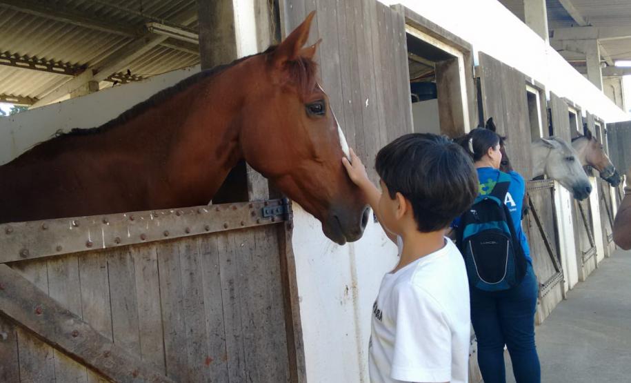 Terapia com cavalos oferecida pela PMPR colabora na qualidade de vida de pessoas com deficiência