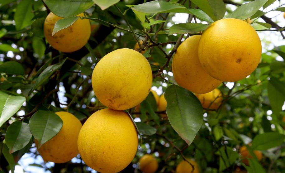 VBP Agropecuário do Paraná cresce 11% em 2023 e alcança R$ 197,8 bilhões