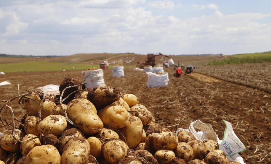 VBP Agropecuário do Paraná cresce 11% em 2023 e alcança R$ 197,8 bilhões