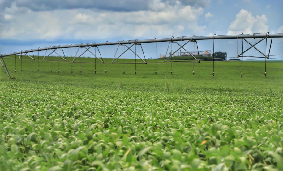 Plantação de soja