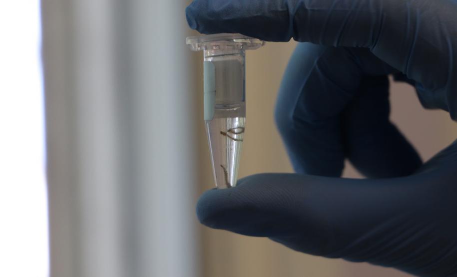 Biofábrica Wolbachia: Londrina e Foz do Iguaçu terão nova tecnologia de combate à dengue