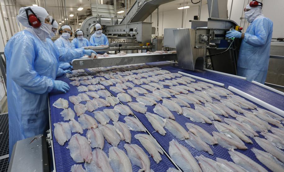 Com tilápia em alta, exportação paranaense de pescados cresceu 20% no 1º semestre de 2024