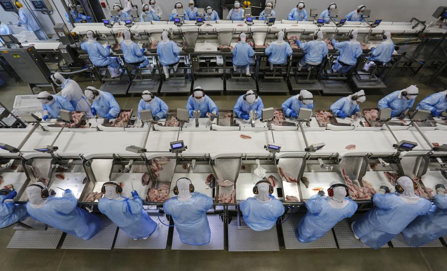 Com tilápia em alta, exportação paranaense de pescados cresceu 20% no 1º semestre de 2024