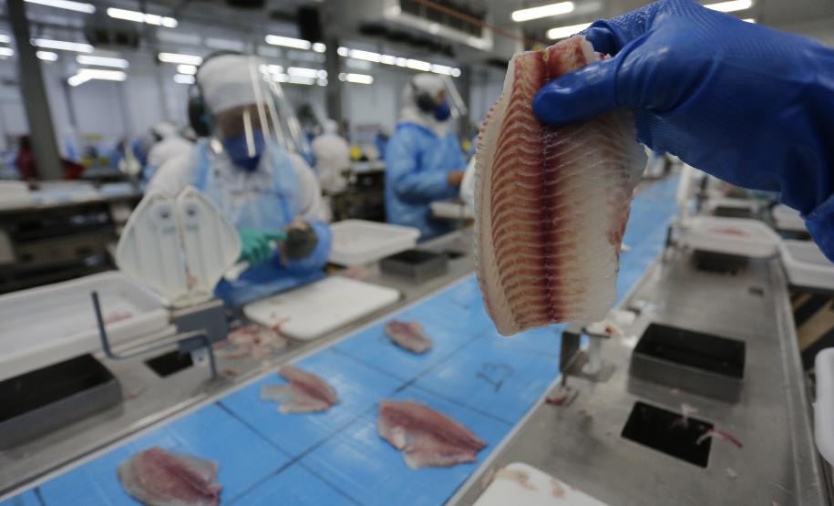 Com tilápia em alta, exportação paranaense de pescados cresceu 20% no 1º semestre de 2024
