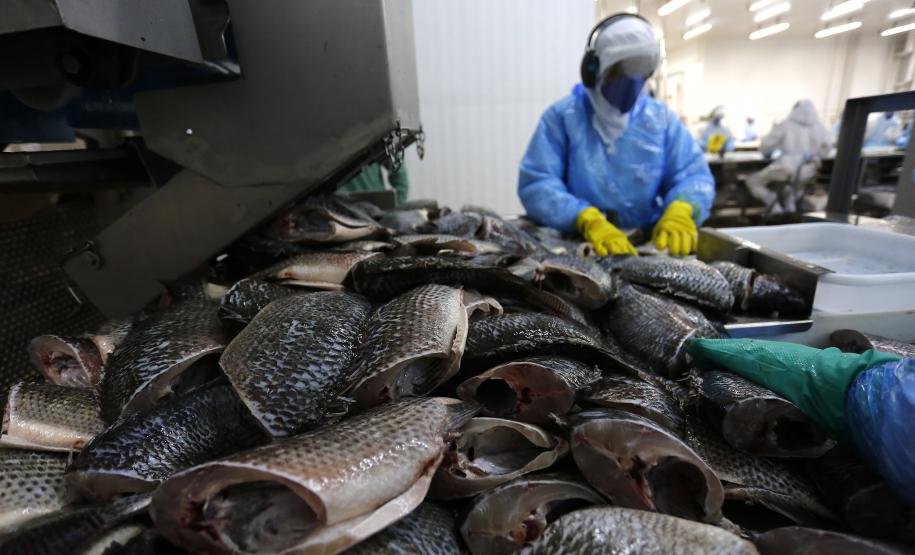 Com tilápia em alta, exportação paranaense de pescados cresceu 20% no 1º semestre de 2024