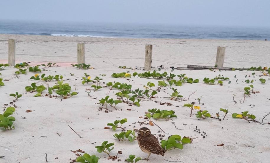 Mais biodiversidade no Litoral do Paraná: corujas-buraqueiras fazem tocas ao longo da nova Orla de Matinhos