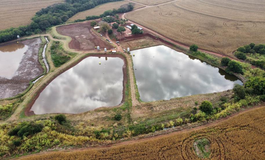 Com tilápia em alta, exportação paranaense de pescados cresceu 20% no 1º semestre de 2024