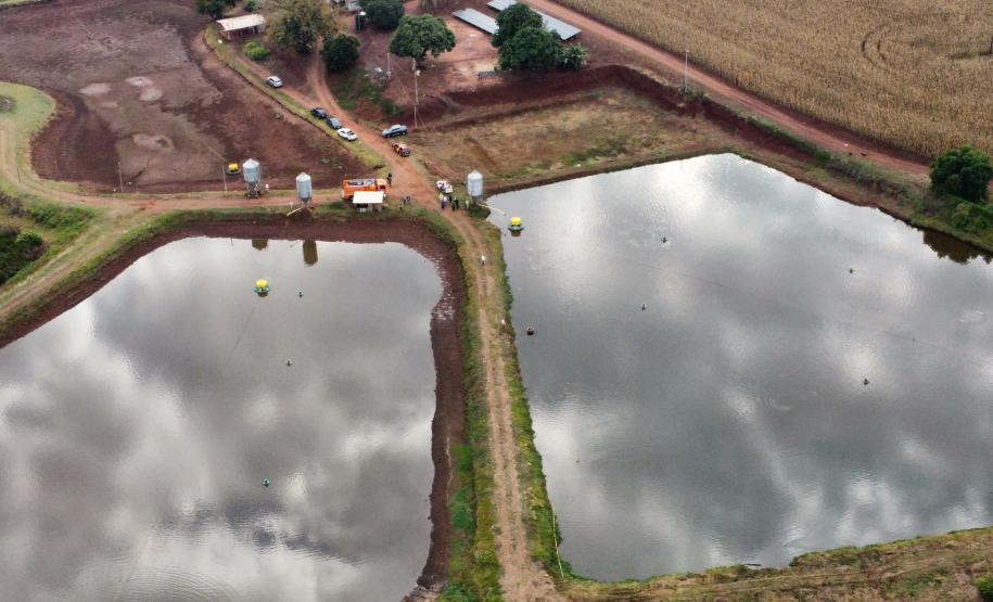 Com tilápia em alta, exportação paranaense de pescados cresceu 20% no 1º semestre de 2024