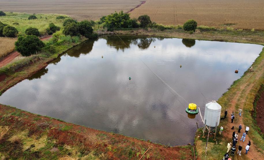 Com tilápia em alta, exportação paranaense de pescados cresceu 20% no 1º semestre de 2024