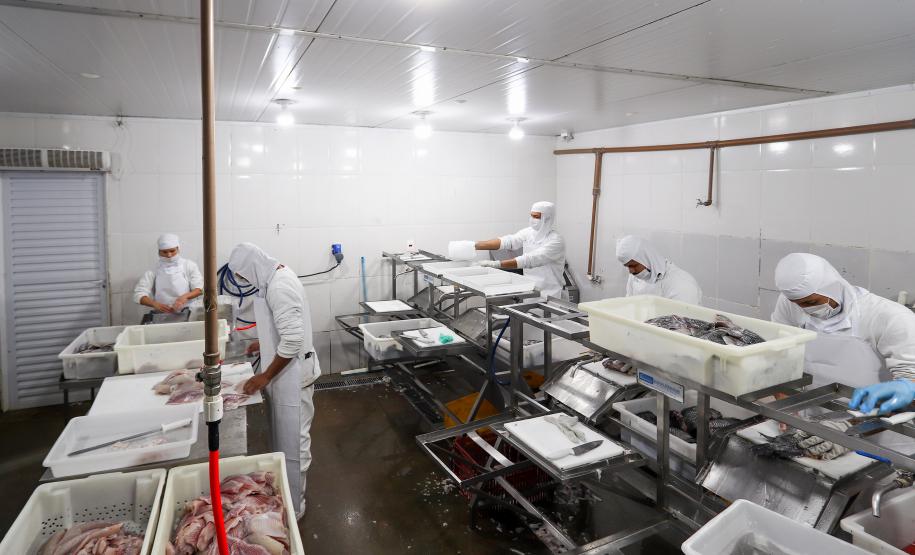 O governador em exercício Darci Piana recebeu o ministro da Pesca e Aquicultura, André de Paula, em uma visita a produtores de tilápia em Alvorada do Sul e Bela Vista do Paraíso, na região Norte do Paraná, nesta segunda-feira (15).