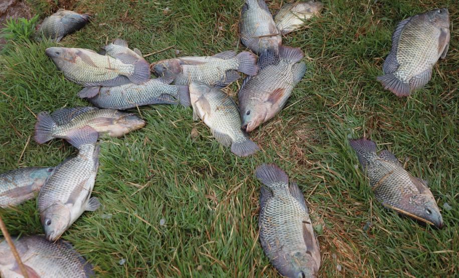 O governador em exercício Darci Piana recebeu o ministro da Pesca e Aquicultura, André de Paula, em uma visita a produtores de tilápia em Alvorada do Sul e Bela Vista do Paraíso, na região Norte do Paraná, nesta segunda-feira (15).