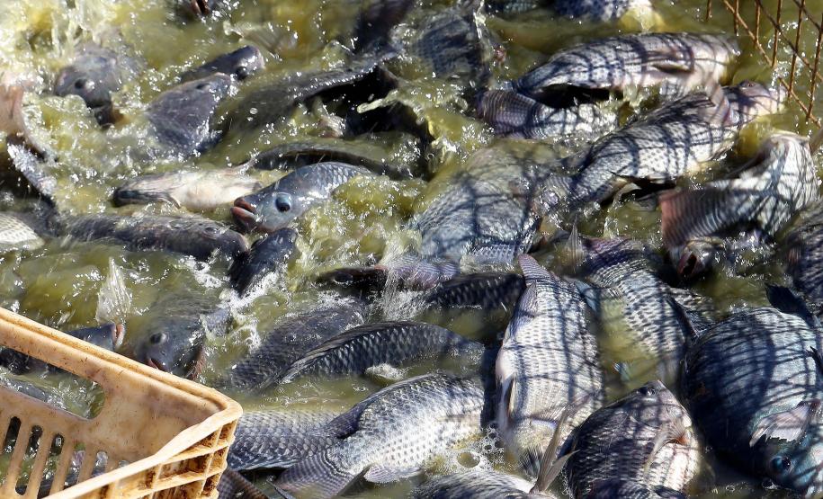 Paraná é principal porta de entrada para maior parte do arroz importado pelo Brasil