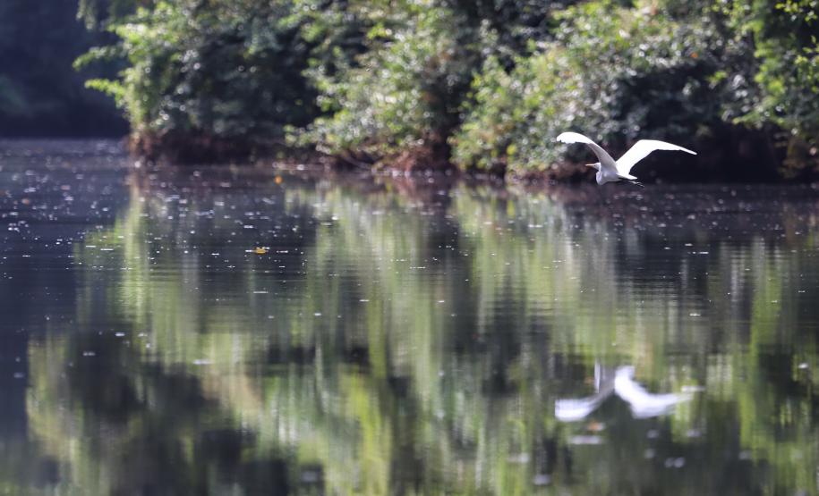 Capanema - Rio Silva Jardim.