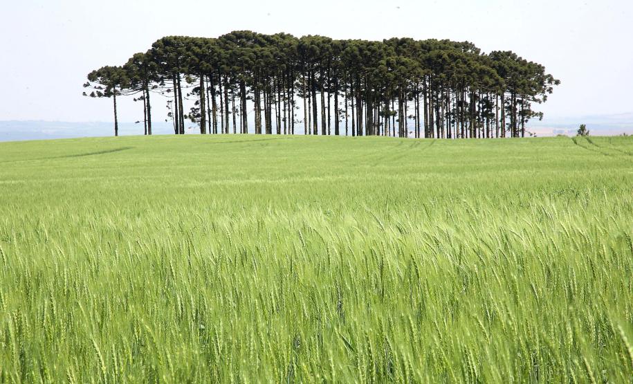 Rio Iguaçu em Capanema, no sudoeste do Paraná divisa com o Parque Nacional do Iguaçu é uma área protegida brasileira, do grupo das Unidades de Conservação.