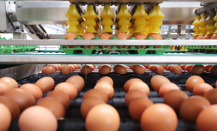 Comércio com 36 países: Paraná tem melhor semestre da história na exportação de ovos