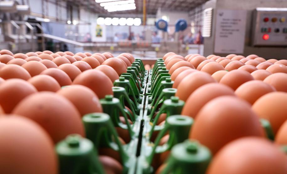 Comércio com 36 países: Paraná tem melhor semestre da história na exportação de ovos