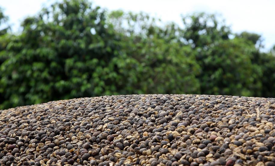 Plantação de café. Pinhalão 09/10/2019 Foto:Jaelson Lucas / AEN