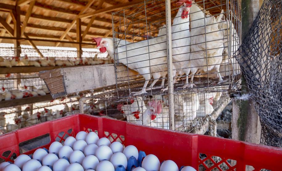 Comércio com 36 países: Paraná tem melhor semestre da história na exportação de ovos