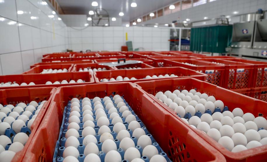 Comércio com 36 países: Paraná tem melhor semestre da história na exportação de ovos