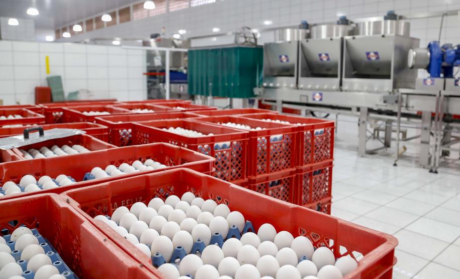 Comércio com 36 países: Paraná tem melhor semestre da história na exportação de ovos