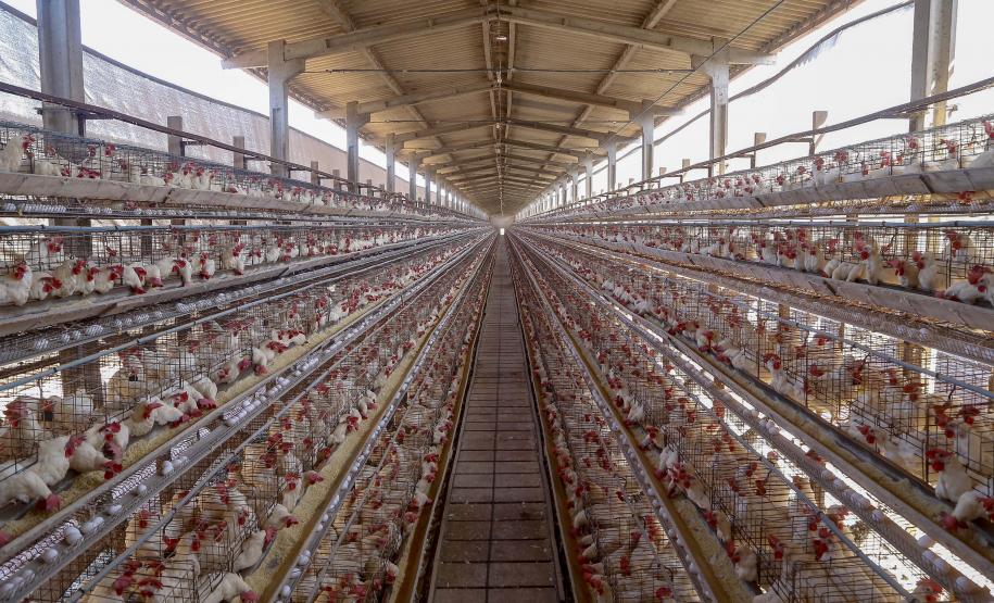 Comércio com 36 países: Paraná tem melhor semestre da história na exportação de ovos