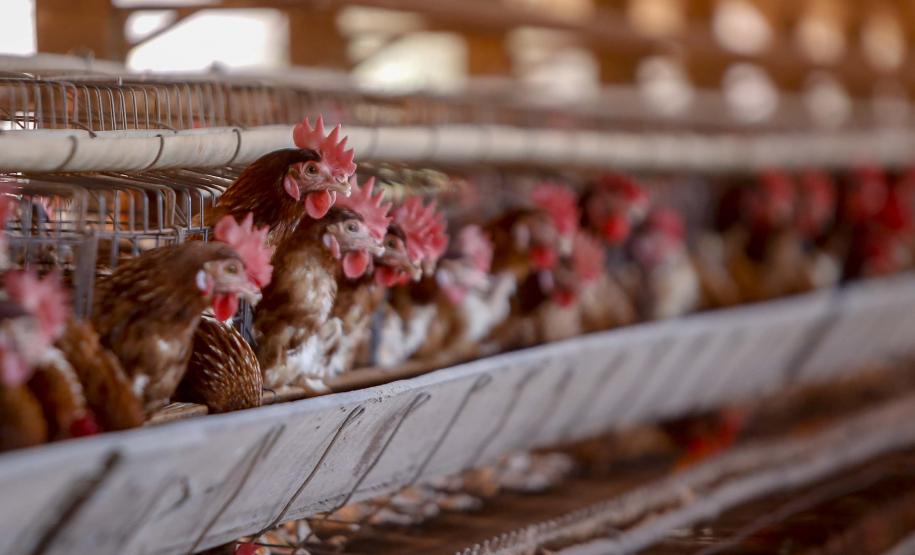 Comércio com 36 países: Paraná tem melhor semestre da história na exportação de ovos