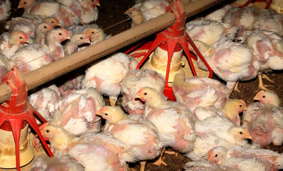 Produção paranaense de frangos, suínos, ovos e leite cresce acima da média nacional