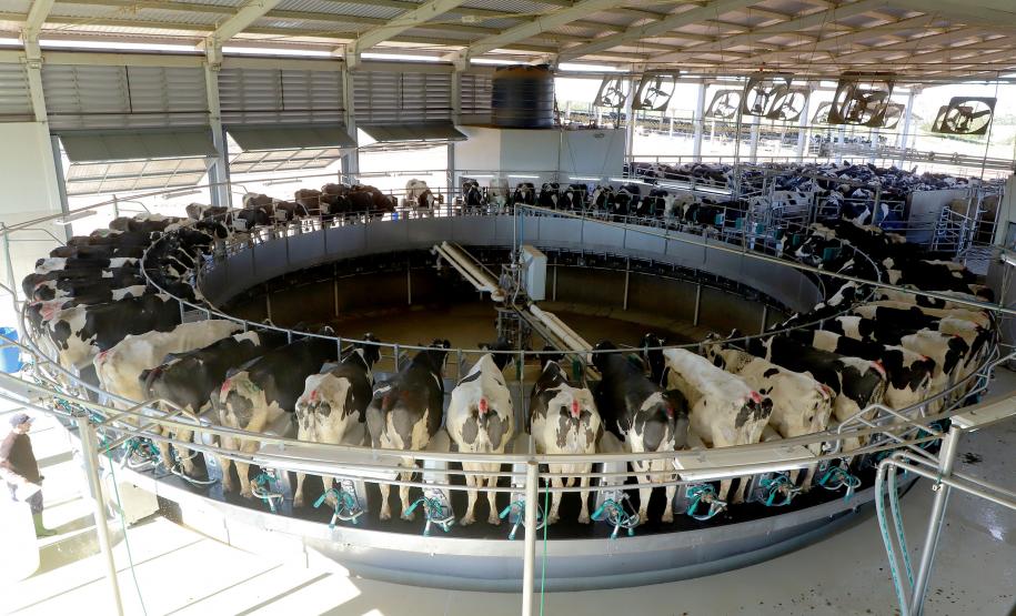 Produção paranaense de frangos, suínos, ovos e leite cresce acima da média nacional