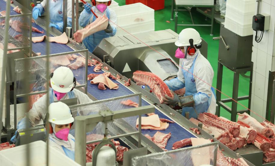 Produção paranaense de frangos, suínos, ovos e leite cresce acima da média nacional