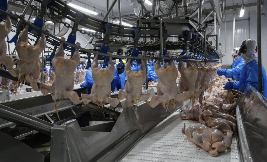 Produção paranaense de frangos, suínos, ovos e leite cresce acima da média nacional