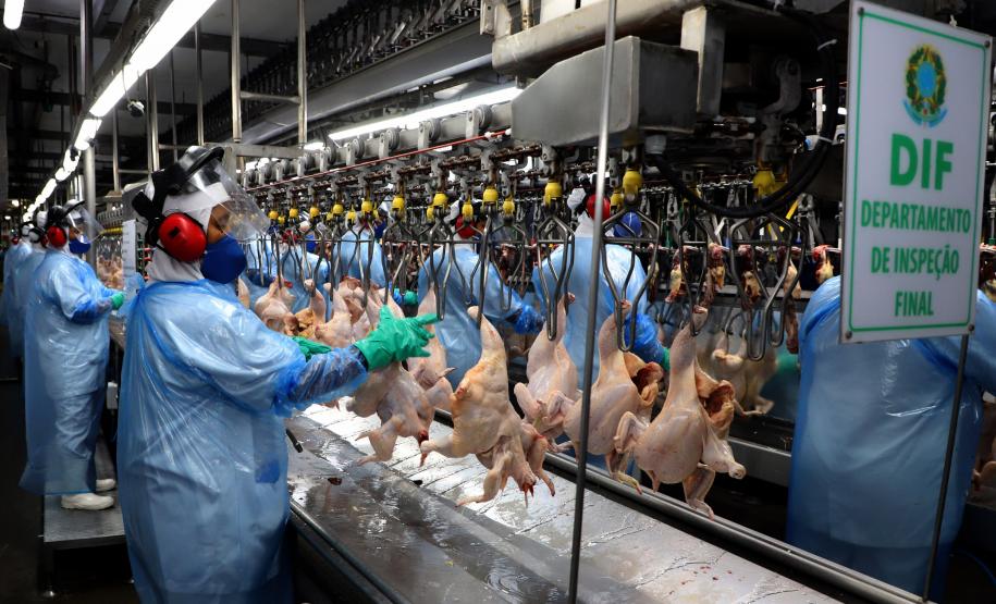 Produção paranaense de frangos, suínos, ovos e leite cresce acima da média nacional