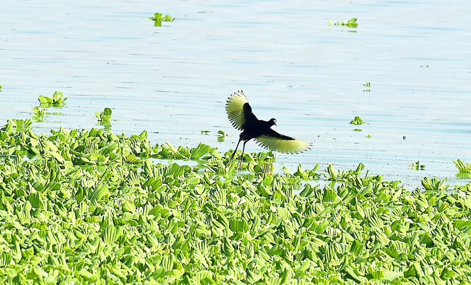 Estado estabelece novas diretrizes e critérios para o enfrentamento da estiagem