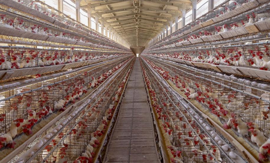 Produção paranaense de frangos, suínos, ovos e leite cresce acima da média nacional