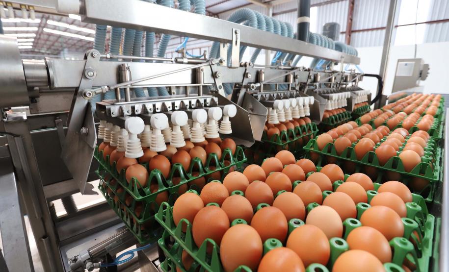 47 países: exportação de ovos do Paraná cresce 31,8% de janeiro a setembro