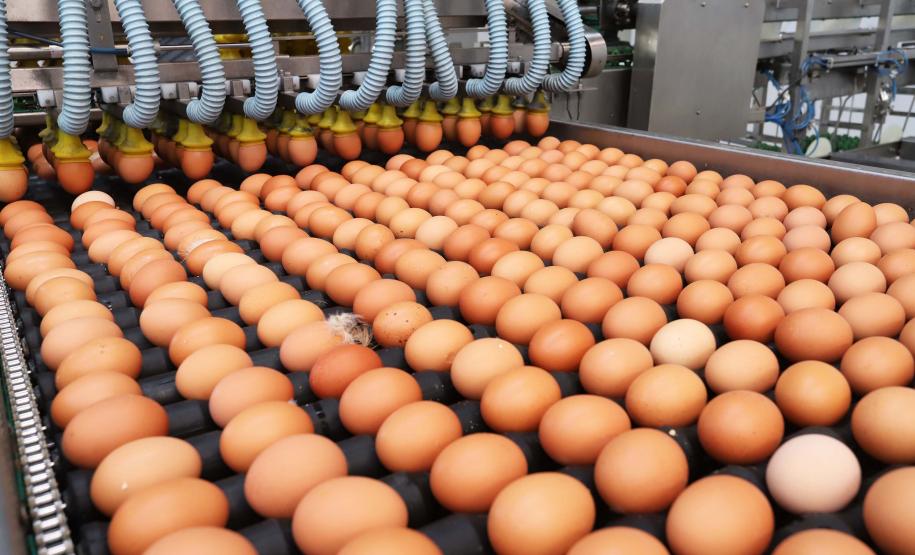 47 países: exportação de ovos do Paraná cresce 31,8% de janeiro a setembro