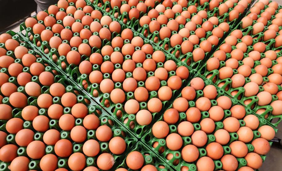 47 países: exportação de ovos do Paraná cresce 31,8% de janeiro a setembro