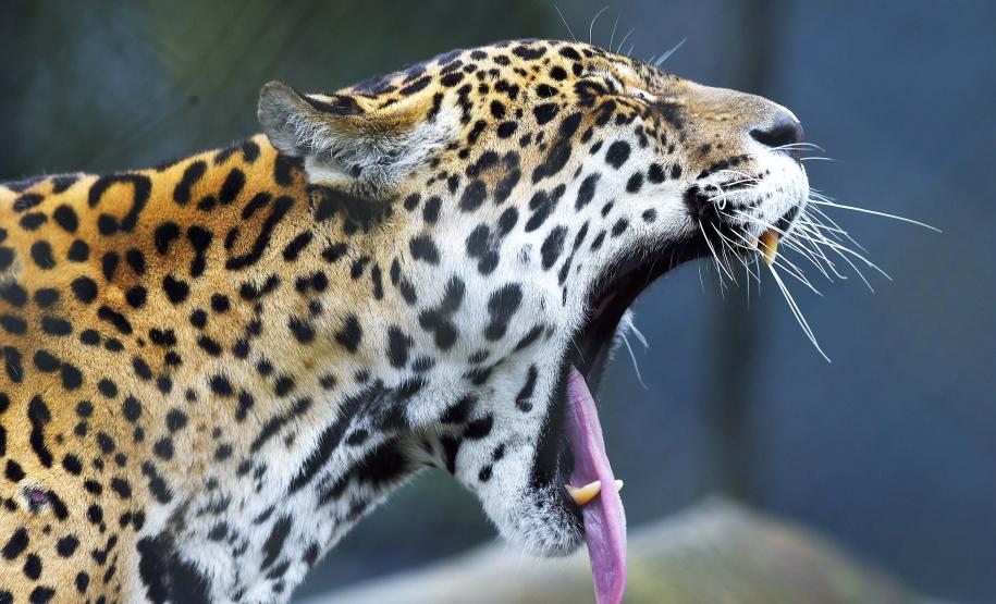 Com programas de preservação da biodiversidade, Governo do Paraná será protagonista na COP16, em Cali, na Colômbia