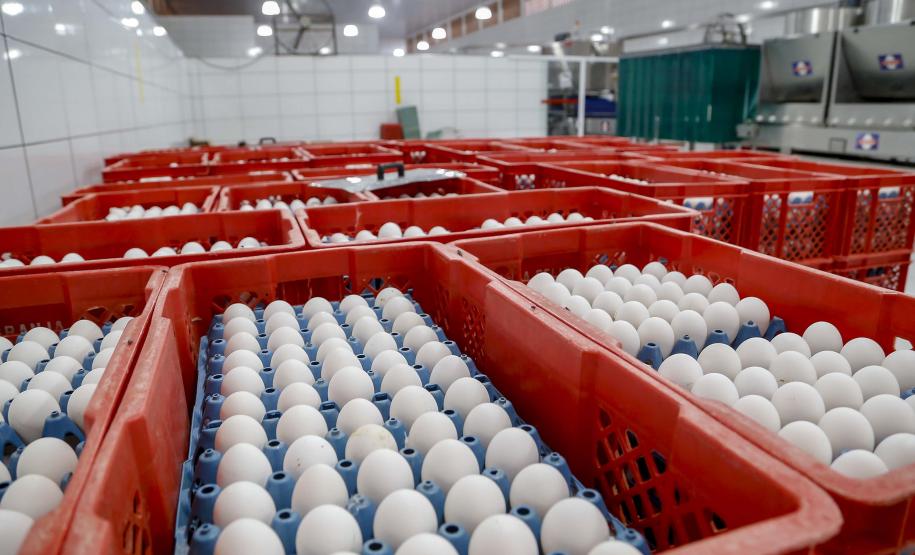 47 países: exportação de ovos do Paraná cresce 31,8% de janeiro a setembro