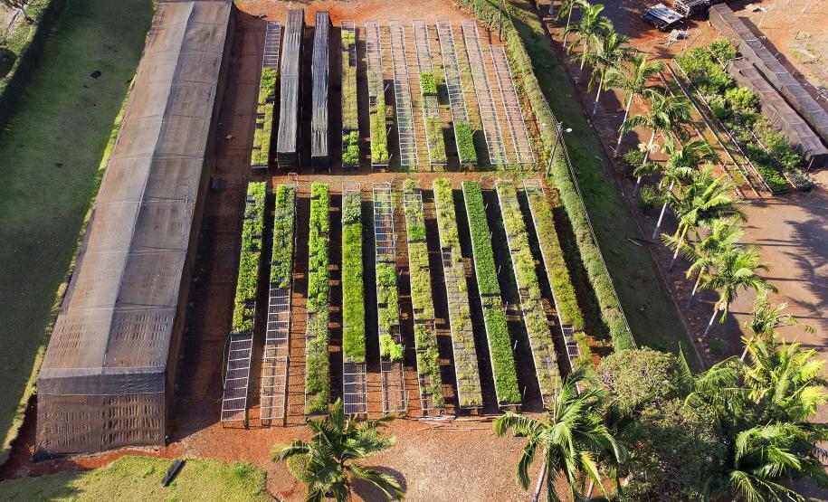 Reflorestamento urbano: Estado plantou 123 mil mudas de espécies nativas em 67 cidades