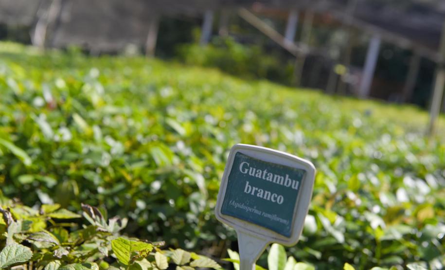 Reflorestamento urbano: Estado plantou 123 mil mudas de espécies nativas em 67 cidades