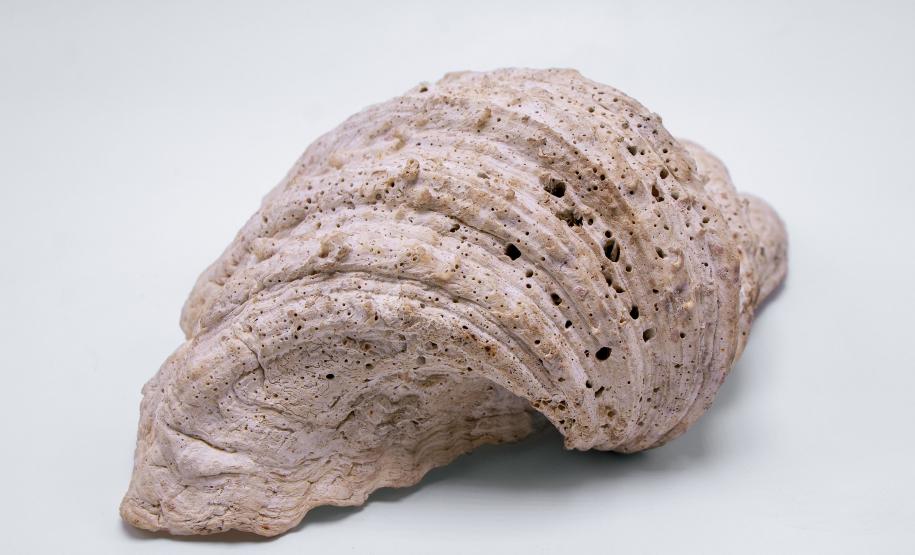 Biblioteca Pública do Paraná (BPP) - Novembro Negro