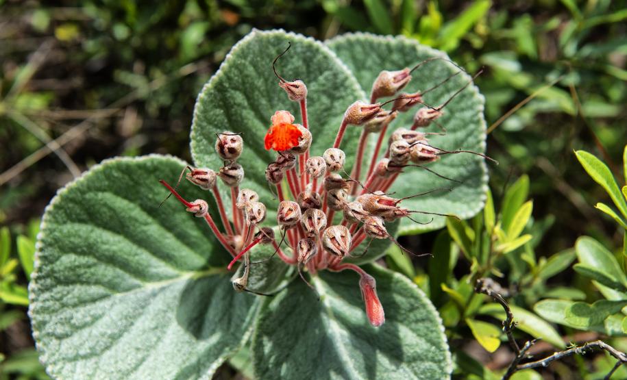 Levantamento do Instituto Água e Terra (IAT) revelou que o Paraná reduziu em 73% o desmatamento ilegal em 2024 Foto: Denis Ferreira Netto/SEDEST-PR