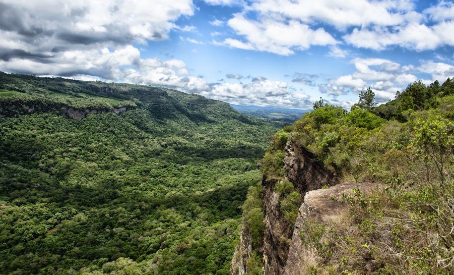 Levantamento do Instituto Água e Terra (IAT) revelou que o Paraná reduziu em 73% o desmatamento ilegal em 2024 Foto: Denis Ferreira Netto/SEDEST-PR