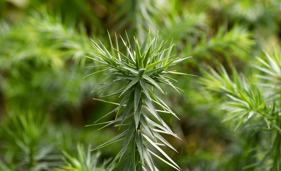 Levantamento do Instituto Água e Terra (IAT) revelou que o Paraná reduziu em 73% o desmatamento ilegal em 2024 Foto: Denis Ferreira Netto/SEDEST-PR