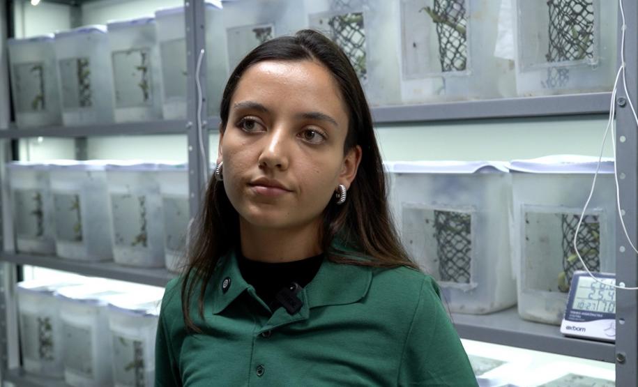 Mulheres são maioria com curso superior no Paraná e representam 58% dos graduados Foto: Arnaldo Neto/AEN