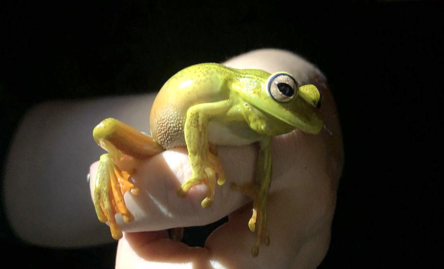 2 mil toneladas de aço, sapo raro e muito gelo na obra: as curiosidades da Ponte de Guaratuba