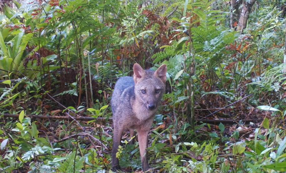 2 mil toneladas de aço, sapo raro e muito gelo na obra: as curiosidades da Ponte de Guaratuba