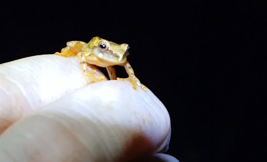 2 mil toneladas de aço, sapo raro e muito gelo na obra: as curiosidades da Ponte de Guaratuba